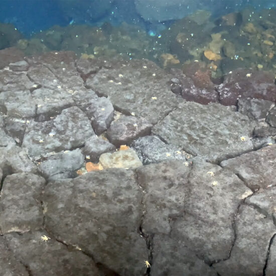 Jameos del Agua albino crabs