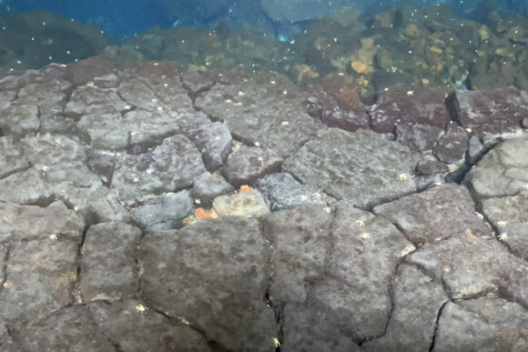 Jameos del Agua albino crabs