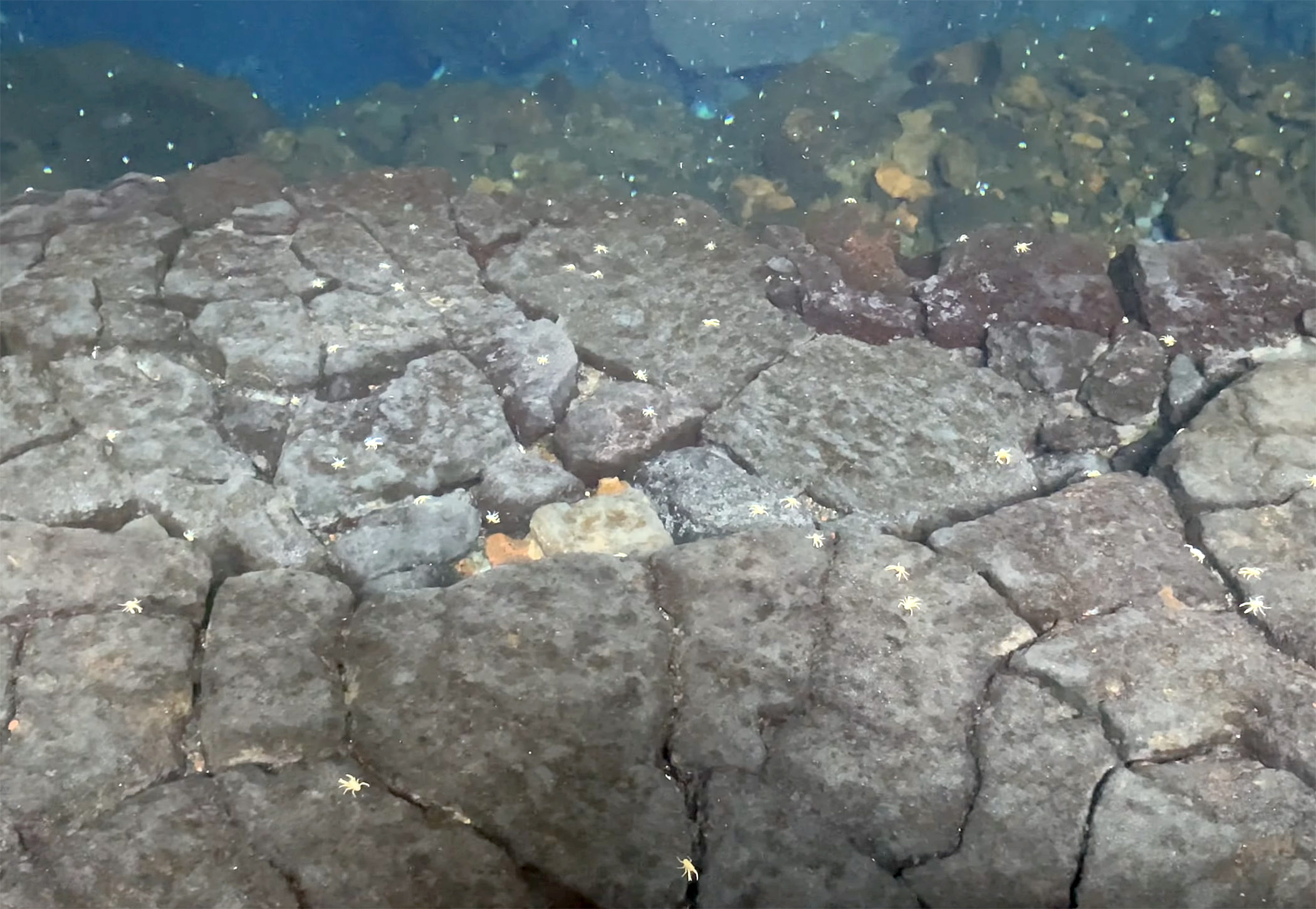 Jameos del Agua albino crabs