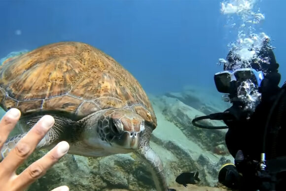 scuba diving in Lanzarote